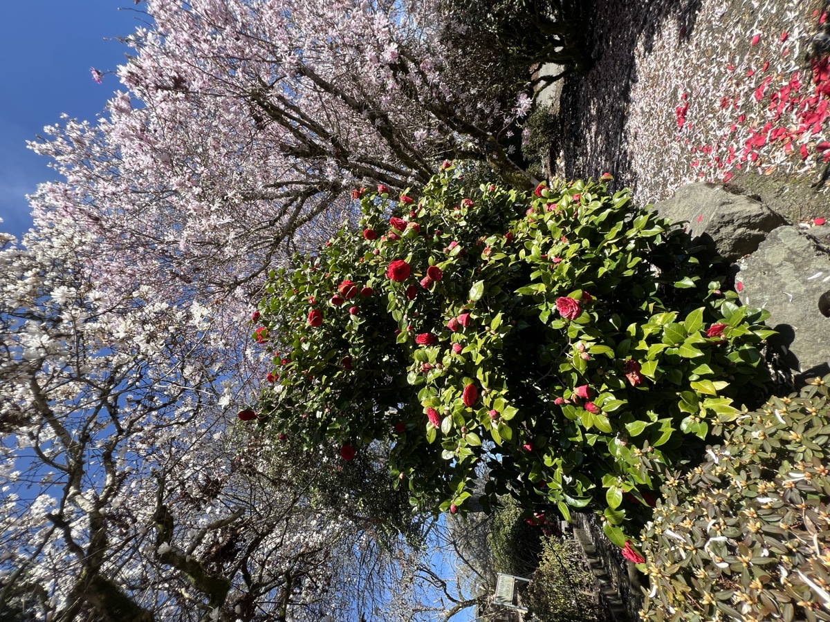 Cherry blossoms and camellias in bloom at Whitney Gardens, Brinnon